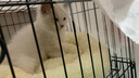 乖宠（Guaichong）猫咪沐浴露除虱灭蚤杀螨除菌宠物猫咪幼猫香波浴液洗澡用品 猫咪600毫升 实拍图