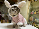 华元宠具（hoopet）猫咪衣服幼猫可爱四脚装冬季冬天保暖布偶猫无毛猫衣服宠物防掉毛 粉色兔耳朵四脚装-带绒款 M-(建议5-8斤) 实拍图