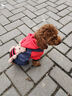 宠物圈（PETCIRCLE）冬季狗狗衣服泰迪衣服秋冬装小狗宠物贵宾四脚衣服萌宠服装狗衣服 红色款 S胸36背24cm 体重3-5斤 实拍图