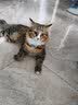 醇粹（Purich）FD猫粮全价冻干猫粮幼猫成猫纯粹猫粮英短美短布偶折耳鸡肉猫粮 鳕鱼冻干猫粮1.2kg 实拍图