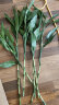 樱霞富贵竹水培植物转运竹子绿植盆栽 富贵竹65-75cm6棵 晒单实拍图