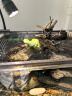 疯狂水草水葫芦水生植物10cm20颗净化水质的水草养鱼水草造景源头直发包邮 晒单实拍图