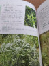 常见食用野菜300种图鉴—绿色、安全、生态野菜；可供植物爱好者、园艺爱好者、餐饮爱好者阅读参考，也可供相关专业师生实习、实践参考。 实拍图