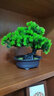 绿秀 仿真花迎客松盆景摆件假树盆栽塑料假花盆栽松树室内植物装饰 奇松（绿色）高23cm宽25cm 实拍图