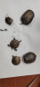 【萌龟饲家】深水黄耳龟乌龟活物冷水长寿龟家养宠物观赏小乌龟招财吃粪龟 3-4厘米 2只情侣龟 实拍图
