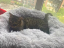 柒哦猫窝保暖冬季狗窝封闭式四季通用甜甜圈猫窝冬天网红宠物垫子用品 保暖长绒深睡窝-灰色 XS【4斤内适用 偏小不建议】 实拍图