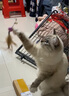 多可特逗猫棒长杆木柄伸缩羽毛逗猫棒替换头猫咪用品猫玩具耐咬逗猫器 可伸缩（一杆+1个羽毛头） 实拍图