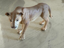 思乐（Schleich S）仿真动物模型 老虎狮子狼豹白虎猞猁男女孩儿童玩具生日礼物3+ 母狮子14825 实拍图