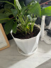 寿禾 花盆带托盘塑料盆家庭园艺花卉种植 木里盆中号-白色 晒单实拍图