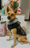 PEITE PET狗狗衣服冬天加厚保暖棉衣中大型犬金毛杜宾边牧柯基狗衣服可牵引 陨石灰【加绒加厚】 XL （适合15-23斤） 实拍图