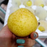 京鲜生 绿王林苹果 净重4.3斤单果70mm 新鲜水果 源头直发   晒单实拍图
