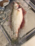 仙泉湖冷冻白蕉海鲈鱼 1kg*1袋(2条装) 肉厚刺少 地标海鲜水产 实拍图