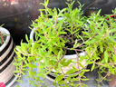正宗可食用垂盆草种苗四季好养活阳台室内绿植吊篮盆栽 垂盆草30株 实拍图