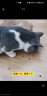 KINGJERRY蛋黄猫粮幼猫粮1.25kg幼猫牛初乳奶糕猫粮2.5斤赠后5斤 实拍图