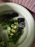 共度（Gong Du）一叶莲浮萍水草水培植物水浮莲鱼缸造景水芙蓉真草水生睡碗莲净水 圆心萍5颗 实拍图