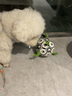 KimPets狗狗玩具球边牧自嗨玩具拉布拉多柯基训练专用狗足球耐咬宠物用品 铃铛发声款 S 直径15cm中小型犬 实拍图