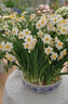 鑫意重瓣水仙花种球年宵绿植花卉室内水培桌面盆栽植物土培种球水仙 优选复瓣1个，多花品种 18-20CM+肥料1包 实拍图