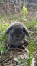 布卡星 全期综合营养兔粮2.5kg兔饲料幼兔成兔垂耳兔小宠物主粮2500g5斤 晒单实拍图