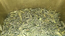 连云村信阳原产毛尖绿茶 叶高山浓香型茶叶多规格信阳 普通绿茶250克 实拍图