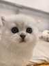 添赐力奶糕猫粮幼猫12月龄乳铁蛋白奶糕猫咪牛初乳免疫粮3LB(1.36kg) 实拍图