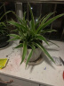 仟草集吊兰绿植盆栽室内盆栽花卉绿植物花卉盆栽土培水培吊兰 不含盆 金边吊兰整盆苗3-5棵 实拍图