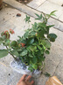 清韵伊人 木香花树苗爬藤四季开花红黄白特大苗耐寒盆栽地栽爬墙花卉蔷薇 白木香 小苗20-40厘米高 不含盆 实拍图
