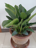 大叶金钻绿叶子大型绿植室内外栽种四季好养四季常绿礼客厅绿植 大叶金钻大盆50-60厘米高度 5颗 不含盆 实拍图
