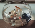 鱼缸透明玻璃办公桌圆形圆球圆型小型乌龟迷你桌面小鱼缸 25号（裸缸） 实拍图