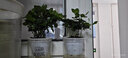 爱你一万年栀子花盆栽花卉植物室内绿植四季好养茉莉花源头直发驱蚊组合包邮 2盆【栀子花+九里香早安盆 实拍图