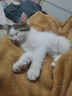 关谷庄猫条猫零食鱼油营养猫咪幼猫湿粮0添加0诱食剂防掉毛成幼猫宠物 营养猫条【组合款】100支送10支 实拍图