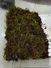 萌龟饲家乌龟冬眠用品巴西龟过冬椰土苔藓草沙土垫材保温冬眠窝乌龟冬眠箱 免泡椰土1斤+50克苔藓 实拍图