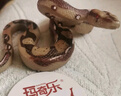 玛奇乐（MECHILE）仿真蛇模型玩具两栖爬行动物青蛙蜥蜴儿童认知科教启蒙动物教具 棕色大蟒蛇 实拍图