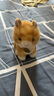 雅德森YOUNGDESIGN 仿真小猫咪公仔毛绒玩具 小花猫贱猫白猫加菲猫摆件 橙色 20cm 实拍图
