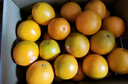 云冠橙 云南冰糖橙 特级果 净重10斤 单果约165g  生鲜水果源头直发 实拍图