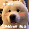 SMVP狗狗止吠器防止狗叫电击项圈遥控手动训练大型中型小型犬训狗神器 Q20黑色+时尚彩带 实拍图