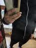 艾伦伯顿（Alen Botun）运动套装健身服男高弹跑步快速干爽裤篮球训练衣服休闲男装秋季 两件套-宽松版型 M(115-130)斤 实拍图