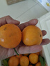 正宗德庆皇帝柑新鲜水果贡柑茂谷10斤广东当季桔子媛爱橘柑沃大果 带箱10斤装中大果 实拍图