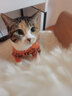 迪普尔 猫衣服狗狗衣服宠物猫咪衣服小型犬中型犬幼犬秋冬季新款服装 M号（建议体重5-8斤） 实拍图