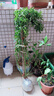 清韵伊人 木香花树苗爬藤四季开花红黄白特大苗耐寒盆栽地栽爬墙花卉蔷薇 四季红木香 大苗90-110厘米高 不含盆 实拍图
