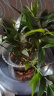 花行榜 竹柏盆栽水培驱蚊植物室内客厅绿植盆栽四季常青10棵（不含瓶） 晒单实拍图