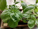 寿禾家庭花草盆栽香草植物迷迭香百里香甜罗勒九层塔阳台种植盆栽苗 罗勒幼苗 5棵+1棵 实拍图