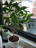 开时果 四季桂花树苗盆栽老桩浓香型花卉 室内植物客厅阳台好养绿植盆景 【家居点缀】精品桂花/40-50cm+不规则瓷盆 基地直发 实拍图