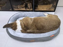 PEITE PET宠物猫狗窝冬季保暖可拆洗狗狗垫子大中小型犬四季通用睡垫沙发床 跑道窝-灰色【升级加厚加高】 XL【75*60cm适合30斤内宠物】 实拍图