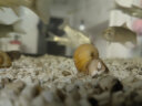 观赏螺冷水除藻黄金螺清洁鱼缸吃鱼龟粪便淡水好养易活工具螺活体 黄金螺3-4厘米4只送2只备损 晒单实拍图