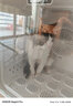 迪米兜宠物烘干箱猫咪专用洗澡全自动烘干机狗狗快速烘干安家用吹干神器 APP+6600W负离子 【旗舰款】 实拍图