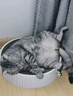 【官方授权】拜恩宠舒灵 猫AM2000犬猫泌尿系统宠特宝排尿尿路膀胱犬猫泌尿营养支持 拜恩宠舒灵AM2000猫咪20片/盒 实拍图