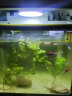 森森（SUNSUN） 鱼缸水族箱金鱼缸带灯鱼缸过滤器玻璃鱼缸桌面鱼缸 抹茶绿 HR-230含鱼缸 灯 水泵（不带18件） 实拍图