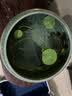 裕轩堂 开片哥窑水培花盆铜钱草睡莲一叶莲盆无孔陶瓷简约家用室内桌面 KY-苹果型-梅青黑 特大 实拍图