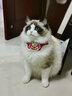 嬉皮狗新年项圈宠物挂饰小猫咪狗狗项链脖圈围脖围巾脖饰颈圈喜庆装饰品 春龙抬首；M中号 实拍图