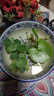 元井 风信子 一叶莲  一叶莲水培植物迷你碗莲水生睡莲金银莲水荷花 一叶莲8-13厘米 不含盆 实拍图